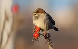 Зимующим птицам - нашу заботу