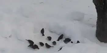 "Зииующим птицам - нашу заботу"